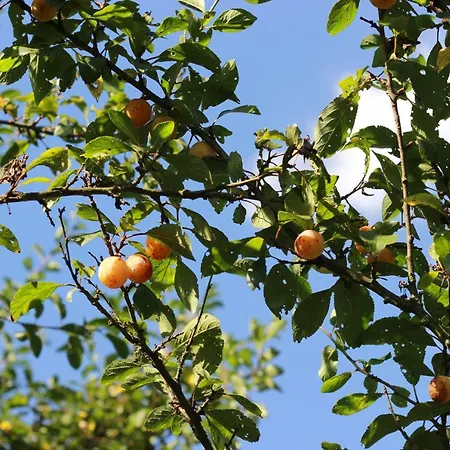 Hébergement de vacances La Sapinière De *
