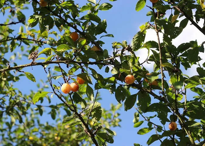 Hébergement de vacances La Sapinière De *